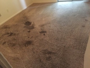 Residue Free Carpet Cleaning Clean Green Groupon Technician Using Carpet Cleaning Machine