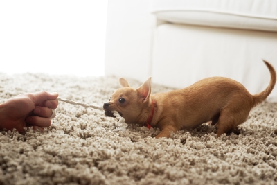 Pet Carpet Stains